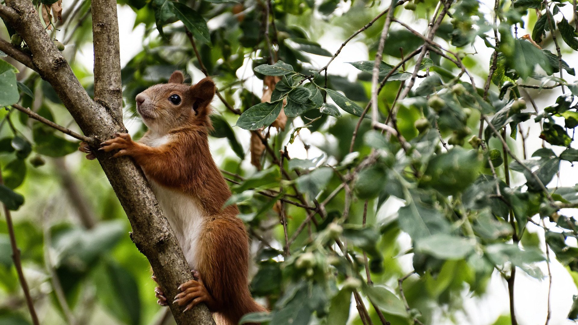 “字母哥封盖绝杀，雄鹿队力克对手”，雄鹿主帅_字母哥取得很好进展 但无复出时间表