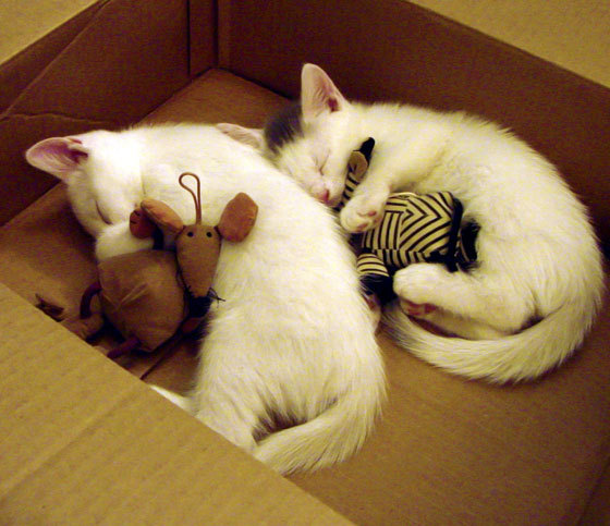 亚运拳击赛女将一回合KO晋级，场面震撼全场，亚运会女子拳击