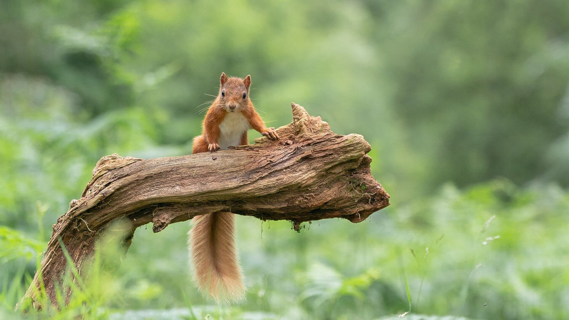 史上最“爆炸”单场得分纪录，谁是你的“英雄”？，得分爆炸力最强的十位球员